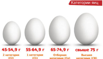 Сколько весит одно яйцо куриное?