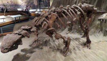 Сколозавры, эуоплоцефалы, эвоплоцефалы (Scolosaurus): особенности динозавров