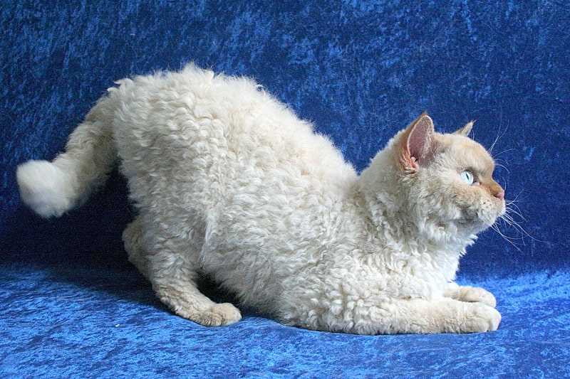 История породы кошек Скукум