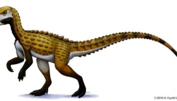 Скутеллозавр (Scutellosaurus) — описание, характеристики и особенности