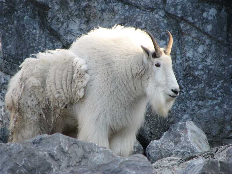 Образ жизни снежной козы и ее поведение