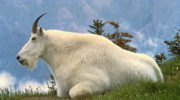 Снежная коза (Oreamnos americanus) — особенности и образ жизни