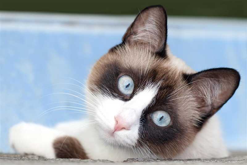 Сноу-шу кошки: общие характеристики породы в таблице