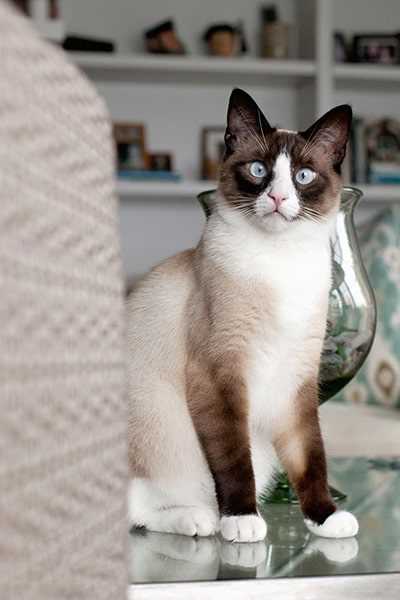 Сноу-шу кошки: сравнение с похожими породами в таблице