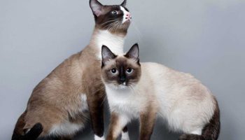Сноу-шу — порода кошек с уникальными особенностями и характером
