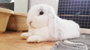 Содержание и уход за карликовыми кроликами в домашних условиях