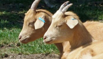 Содержание и уход за козами в домашнем хозяйстве