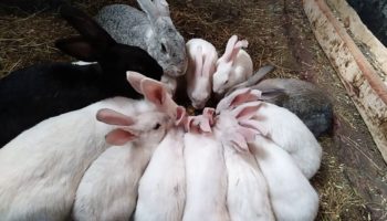 Содержание кроликов в вольерах: подробный опыт, плюсы и минусы, основные правила, видео