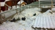 Содержание кроликов зимой на улице