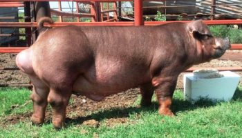 Содержание породы свиней дюрок: плюсы и минусы