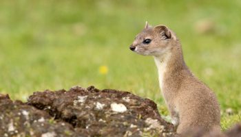 Солонгой, или сусленник (Mustela altaica)