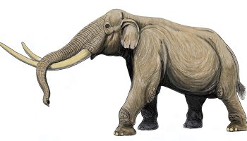 Стегодоны — древние слоноподобные животные