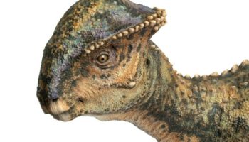 Стегоцерас (Stegoceras) — описание, особенности и эволюция