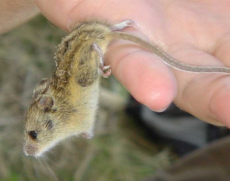 Особенности жизни степной мышовки