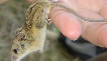 Степная мышовка (Sicista subtilis) — описание, особенности и область обитания