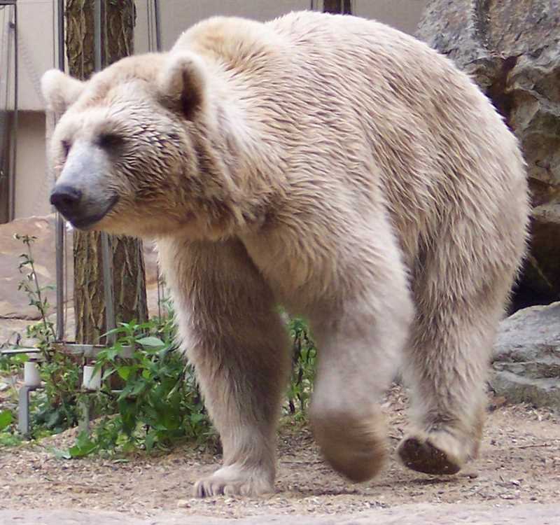 Степной бурый медведь (Ursus arctos priscus)