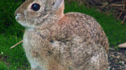Степной кролик — особенности образа жизни и место обитания
