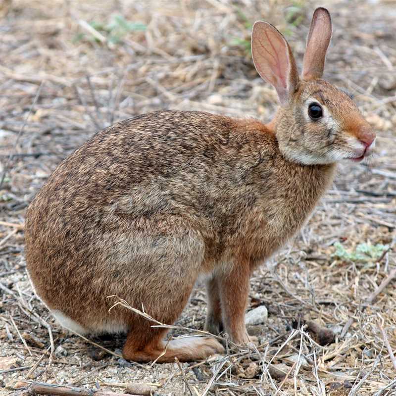Миф №2: Степные кролики могут жить только в степном регионе
