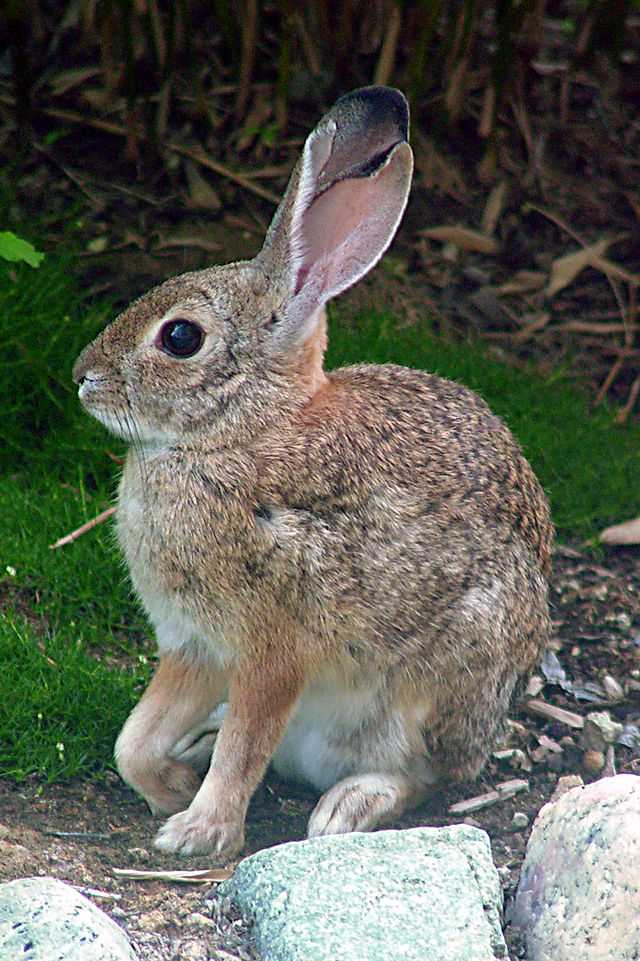 Популярные мифы и заблуждения о степном кролике