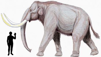 Степной мамонт — древний гигант