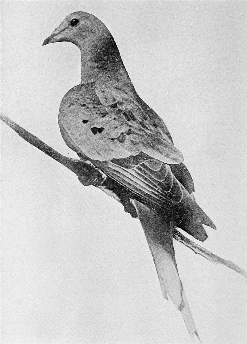 Странствующий голубь (Ectopistes migratorius)