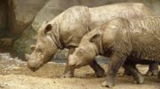 Суматранский носорог — борьба за выживание уникального видa