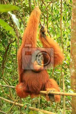 Питание и образ жизни суматранского орангутана