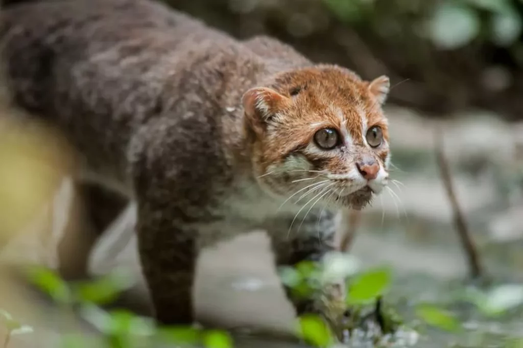 Суматранский кот
