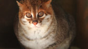 Суматранская кошка — особенности и место обитания