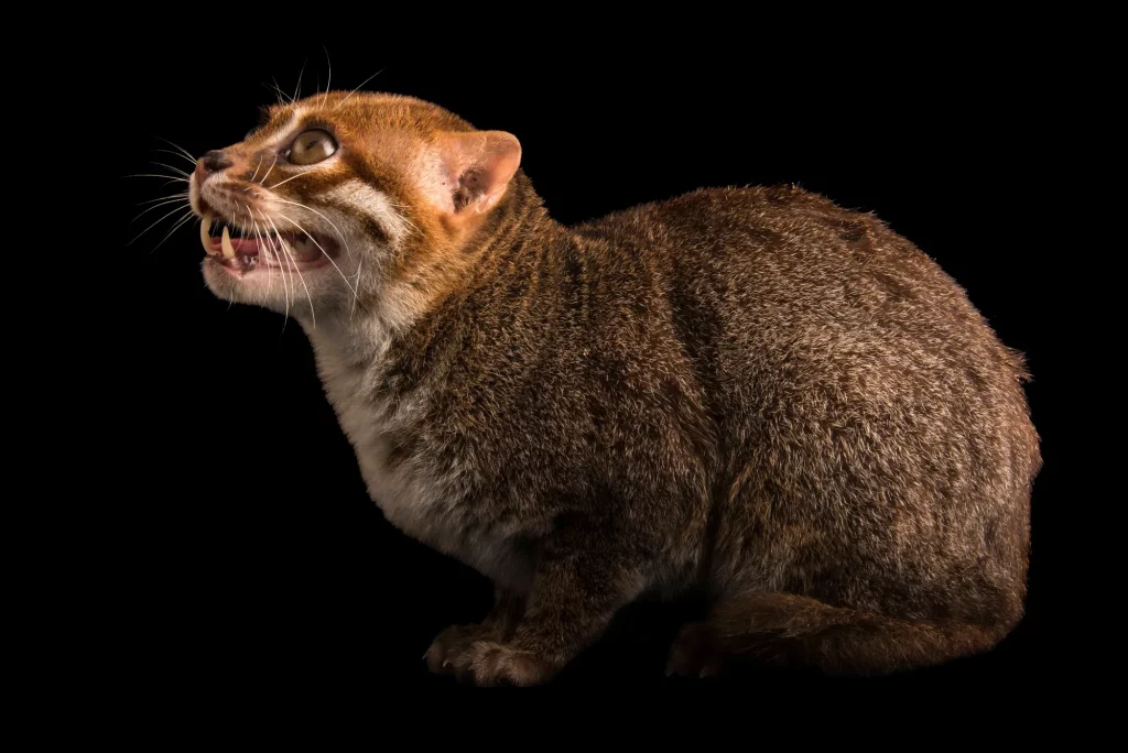 Суматранский кот