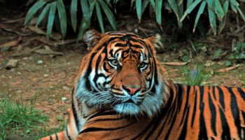 Суматранский тигр — уникальное видение