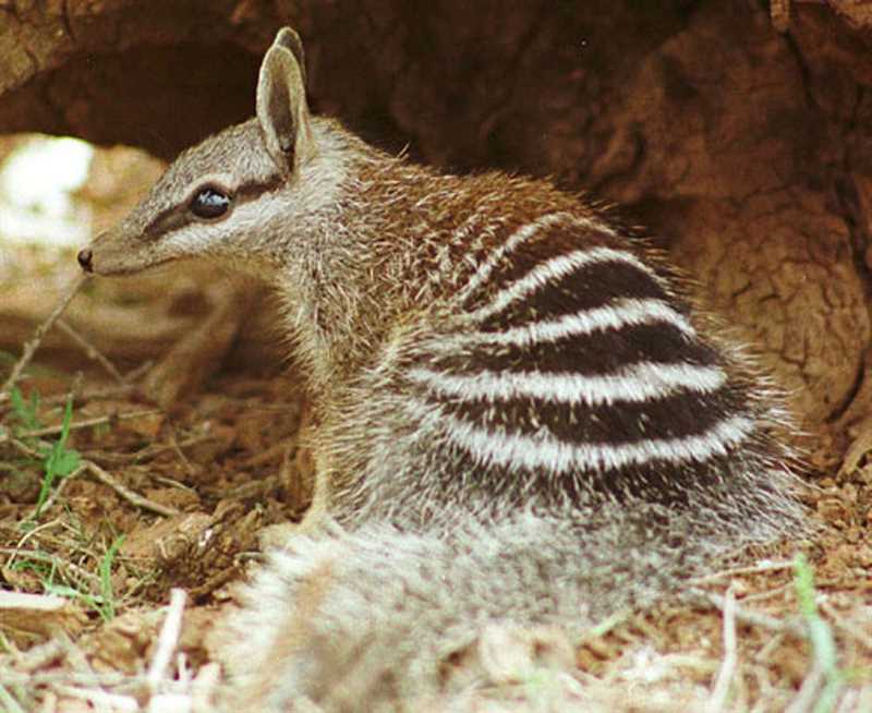 Описание видов хищников, обитающих в Австралии
