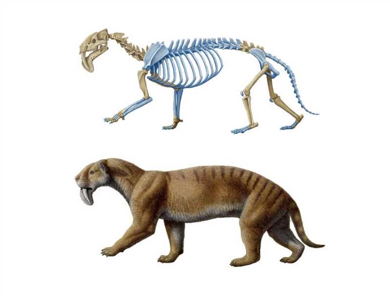 Эволюция и происхождение