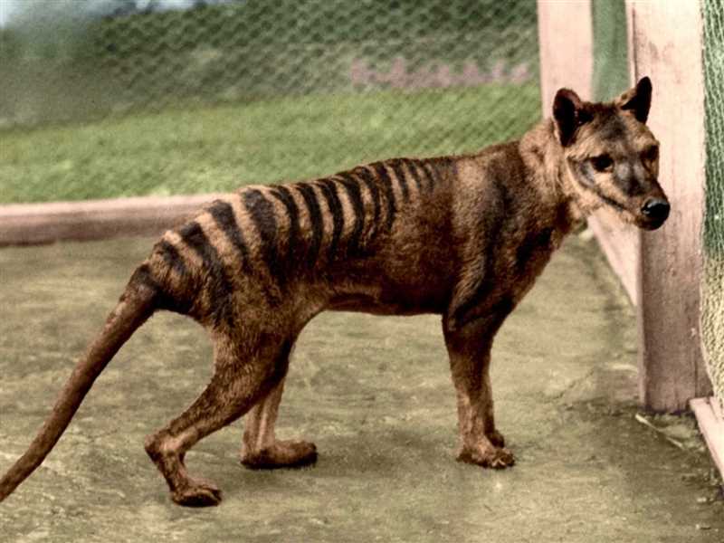 Сумчатый волк, или тасмани́йский волк, или тилацин (Thylacinus cynocephalus)