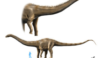 Суперзавр (Supersaurus) — гигантский титанозавр мезозоя