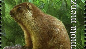 Сурок Мензбира (Marmota menzbieri)