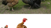 Существует ли гибрид курицы и индюка?