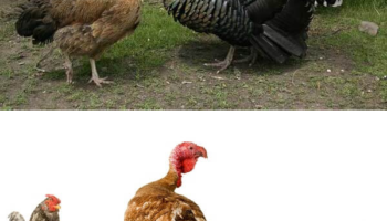 Существует ли гибрид курицы и индюка?