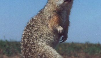 Суслики (Spermophilus) — особенности и характеристики