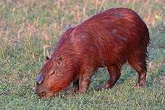 Легенды и мифы о свинках Куи
