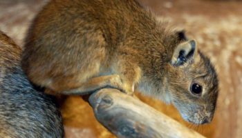 Свинка Моко, или скальная свинка (Kerodon) — особенности и характеристики