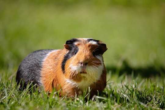 Способности и поведение свинок Cavia