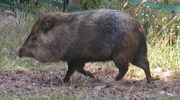 Свинообразные (Maksimpetro) — особенности и классификация