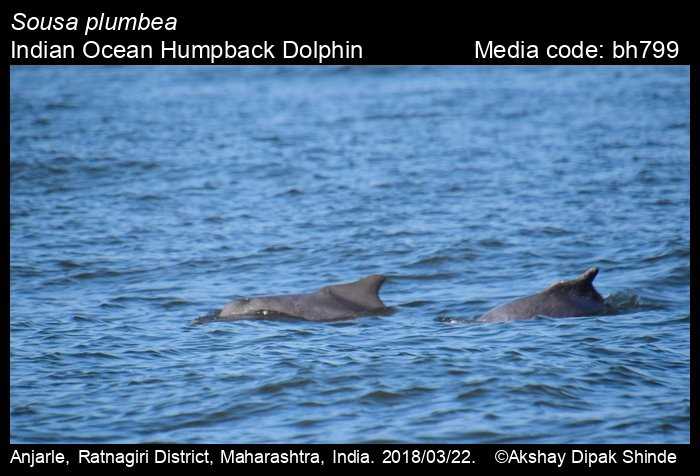 Взаимодействие свинцового дельфина с другими видами