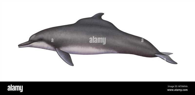 Свинцовый дельфин (Sousa plumbea)