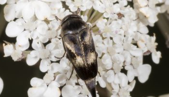 Таинственные горбатки — Загадочный мир шипоносок (Mordellidae)