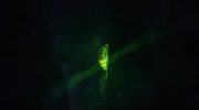 Таинственный мир ивановских светлячков — Lampyris noctiluca