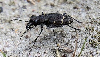 Таинственный мир Скакуна лесного (Cicindela sylvatica)