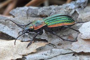 Тайны и красота жужелицы блестящей (Carabus nitens)