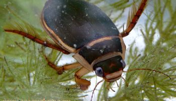 Тайны и особенности плавунцов (Dytiscidae) — изучение мира водных хищников